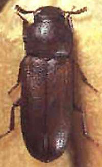 rust-red-flour-beetle